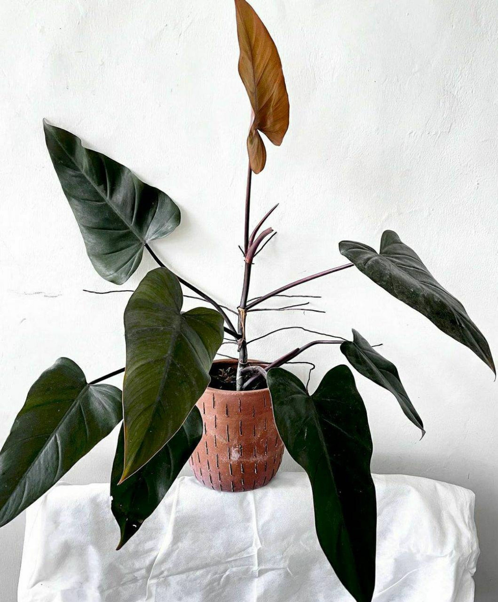 Philodendron Dark Lord Big tropical plants wholesale / retail Etsy