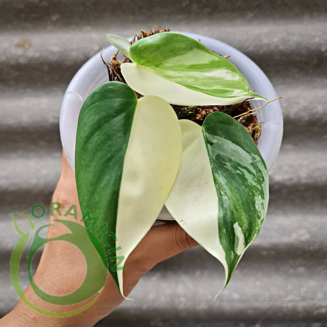 Philodendron Hederaceum ALBO Variegated Tropical Plants ORAMICIN Etsy