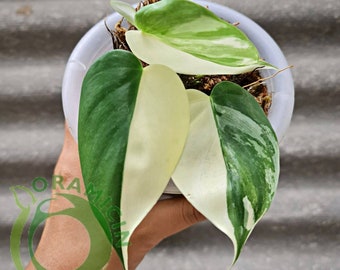 Philodendron Hederaceum ALBO  Variegated Tropical Plants ORAMICIN