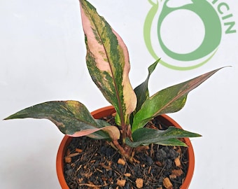 Anthurium Renaissance Variegation. Hybrid Seedling Size 3-5 Anthurium Renaissance Variegation. Hybrid Seedling Size 3-5