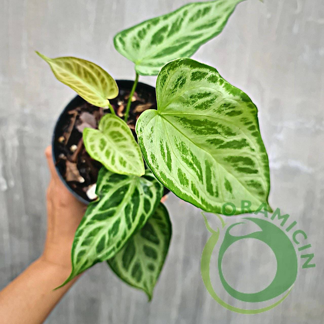 Anthurium silver blush - Etsy 日本