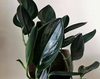 Scindapsus Treubii Dark Form Tropical Plants ORAMICIN