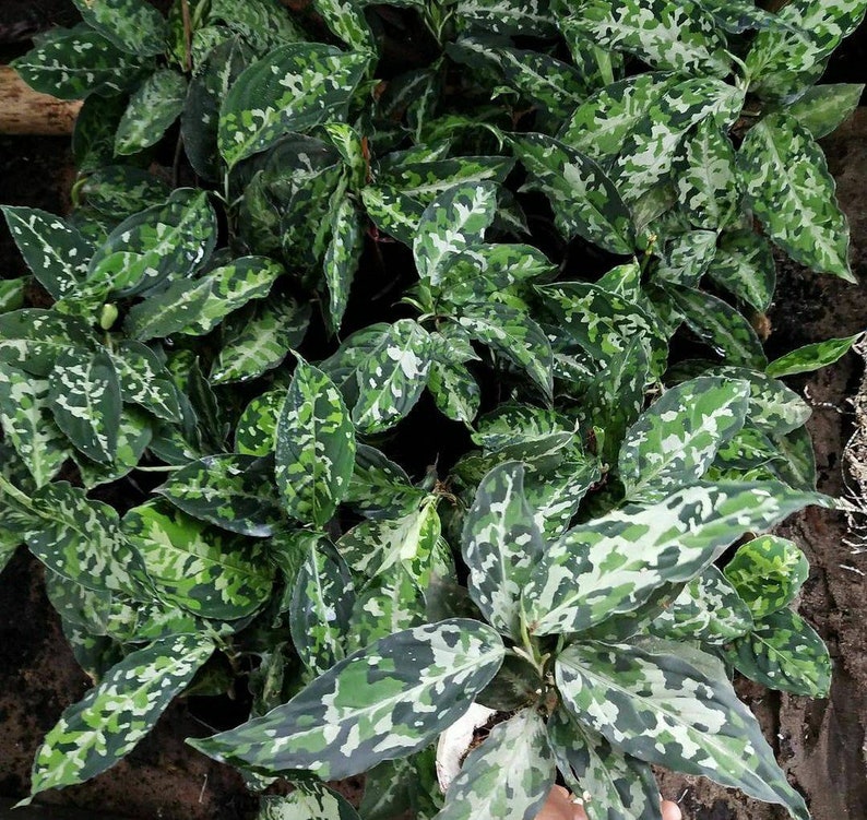 Aglaonema Pictum Tricolor Tropical plants wholesale / retail Etsy