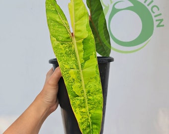 Philodendron Billietiae Variegated Tropical plants ORAMICIN