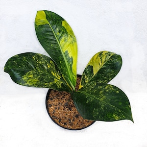 Dieffenbachia Big Ben Variegated  dieffenbachia daguensis Tropical Plants ORAMICIN