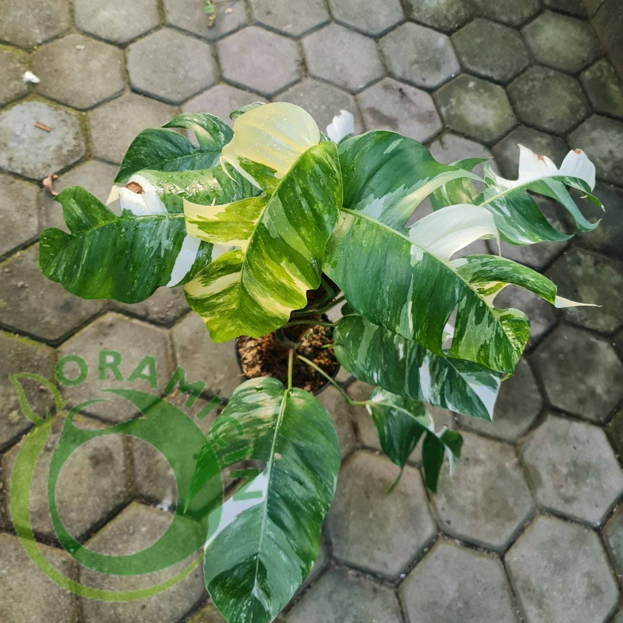 Epipremnum Pinnatum Kujang Gold Flame (Excellent Variegation) in 3×2″  Square Pot – Kens Philodendrons