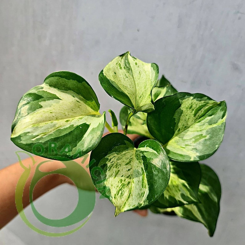 Epipremnum Manjula Pothos variegated small ORAMICIN image 1