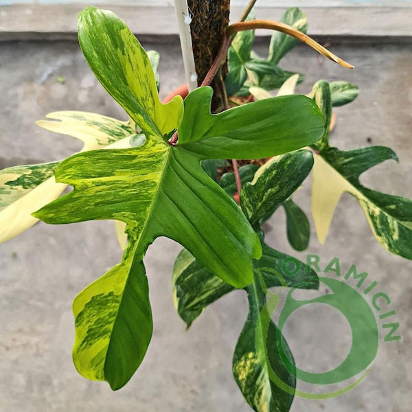 SUPER BIG Philodendron Florida Beauty Piante tropicali variegate ORAMICIN