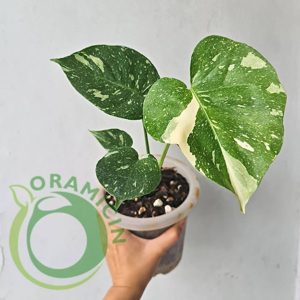 Monstera Thai Constellation SMALL ORAMICIN