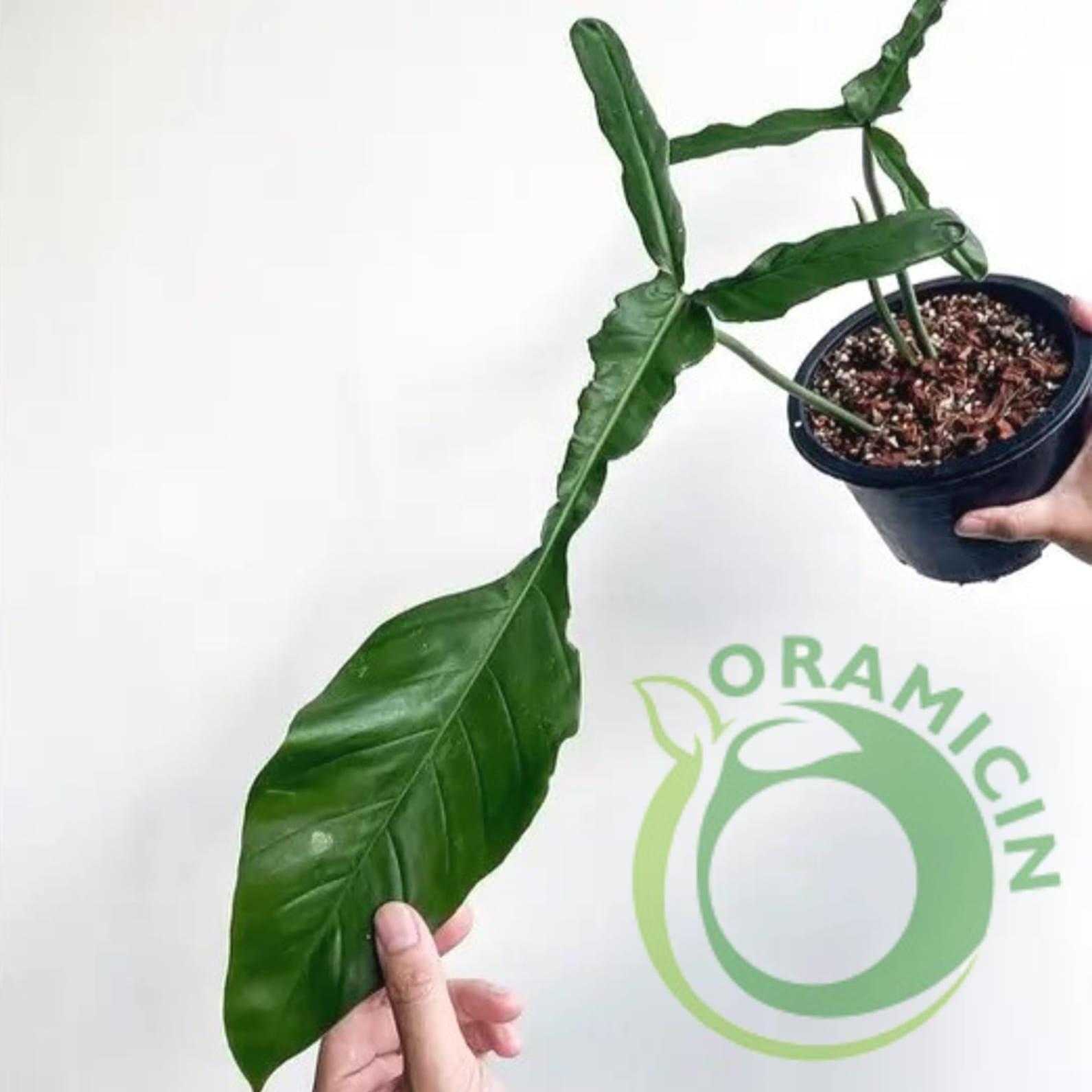 その他観葉植物 Joepii var. pink !! Philodendron joepii