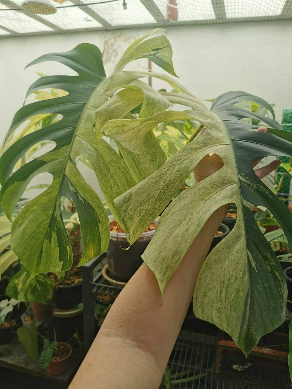 Monstera Deliciosa Mint - Etsy