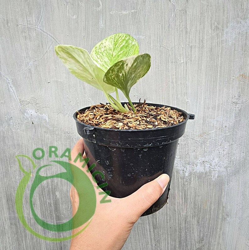 Scindapsus Treubii Moonlight Marble Tropical Plants ORAMICIN Etsy