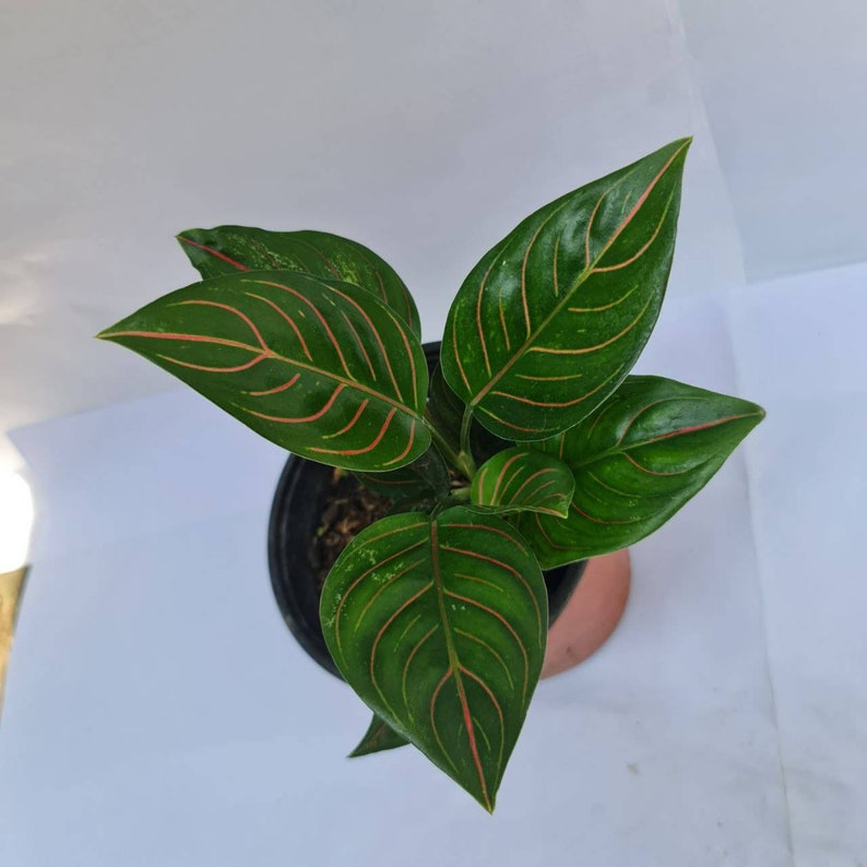 Aglaonema Rotundum Tiger Tropical Plants Wholesale / Retail Etsy Hong
