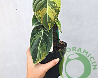 Philodendron Melanochrysum Variegated Tropical Plants ORAMICIN