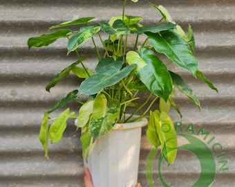 Philodendron Burlemarx bonte tropische planten ERAMICIN