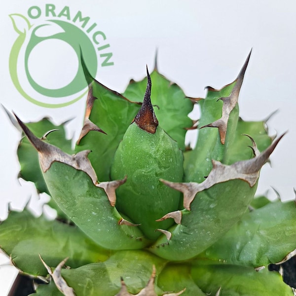 Agave Titanota ORAMICIN