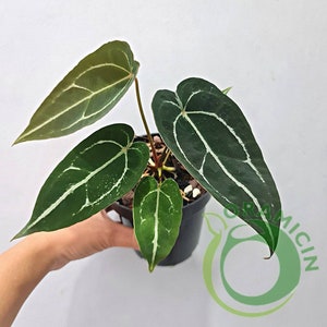 Anthurium Forgetii Silver Small ORAMICIN