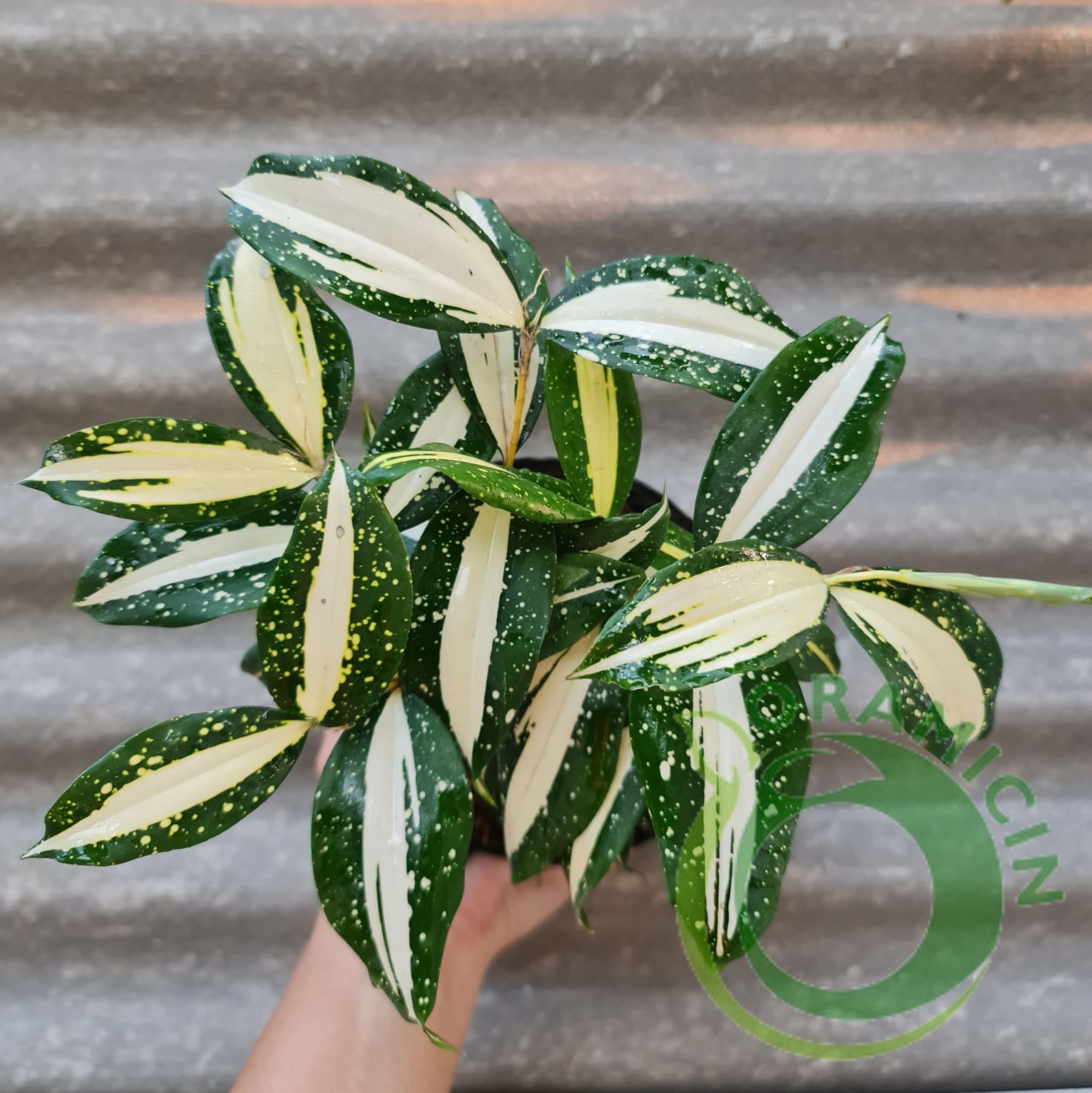 Dracaena Vía Láctea Vía Láctea Plantas Tropicales ORAMICINA