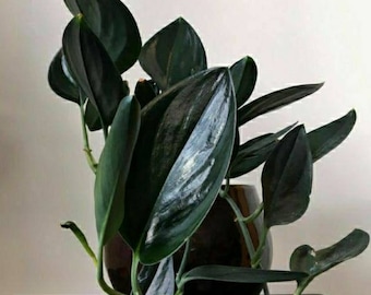 Scindapsus Treubii Dark Form Leaves tropical plants wholesale / retail free phyto