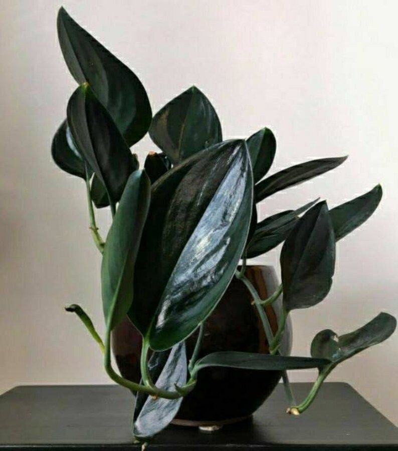 Scindapsus Treubii Dark Form Leaves Tropical Plants Wholesale Etsy