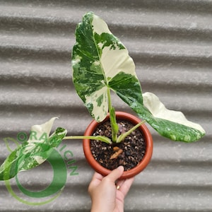 Alocasia macrorrizha variegated Tropical Plants ORAMICIN