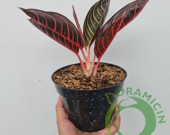 Aglaonema Red Sumatra Aglaonema Chocolate Tropical Plants ORAMICIN