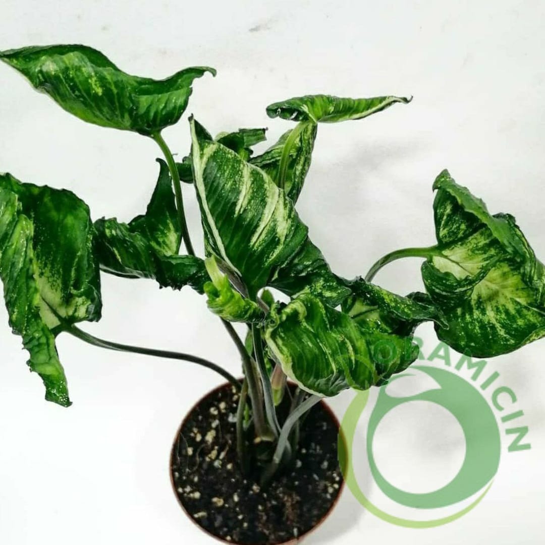 シンゴニウム　ゴジラ他ご注文分 ゴジラ シンゴニウム 観葉植物 4号 | VIVAGREEN 観葉植物と雑貨