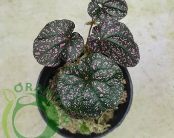 Pipper SP Papua Black Pink Tropical Plants ORAMICIN