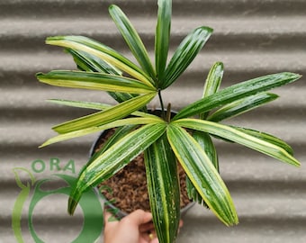 Rhapis Humilis Palma de Dama Plantas Tropicales Variegadas ORAMICINA