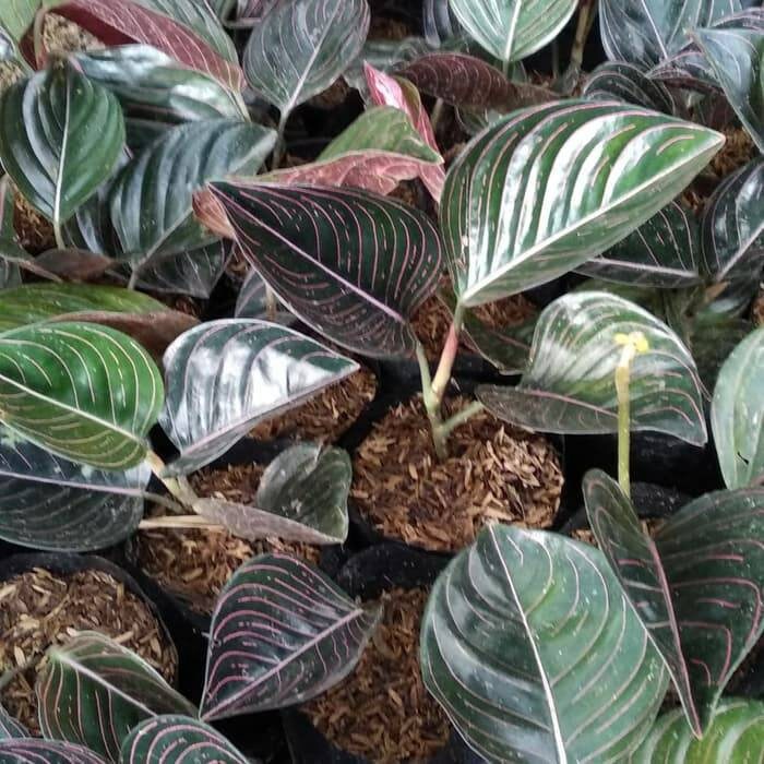 Aglaonema Pink Rotundum Aceh tropical plants wholesale