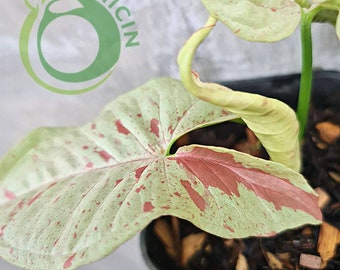 Syngonium Milk Confetti variegated SMALL tropical plants ORAMICIN