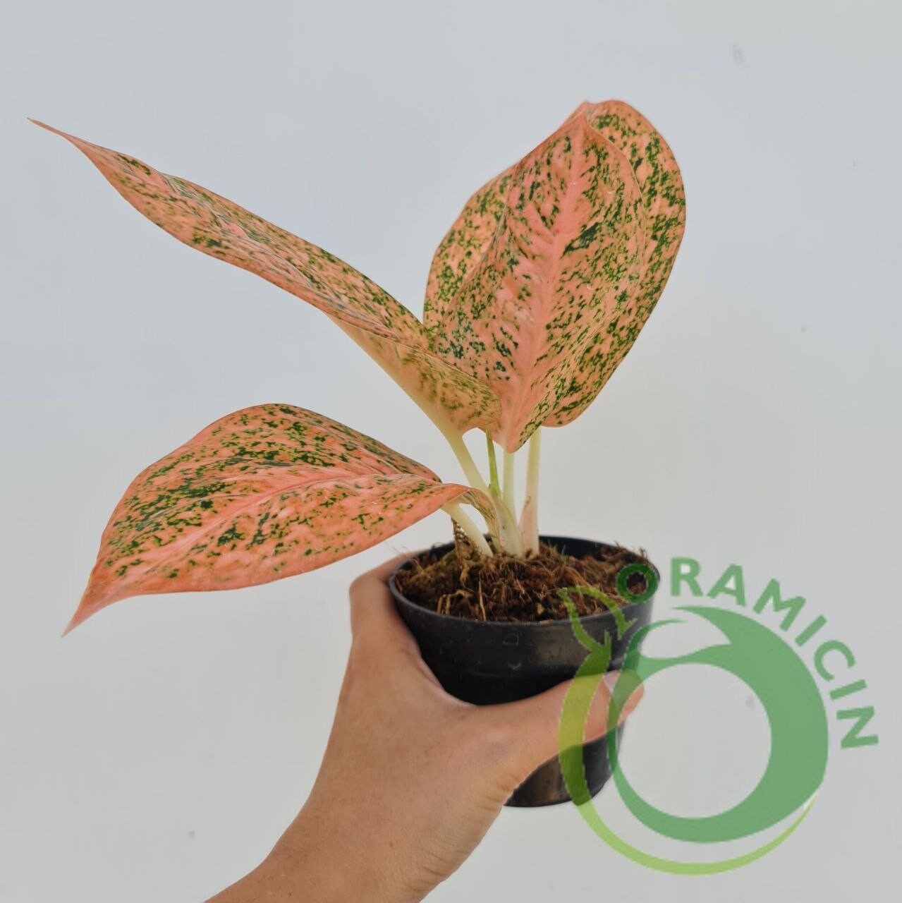 ロタンダム専用　Aglaonema Orange Stardustなど2苗 ロタンダム様専用専用 Aglaonema Orange Stardustなど2苗 Aglaonema