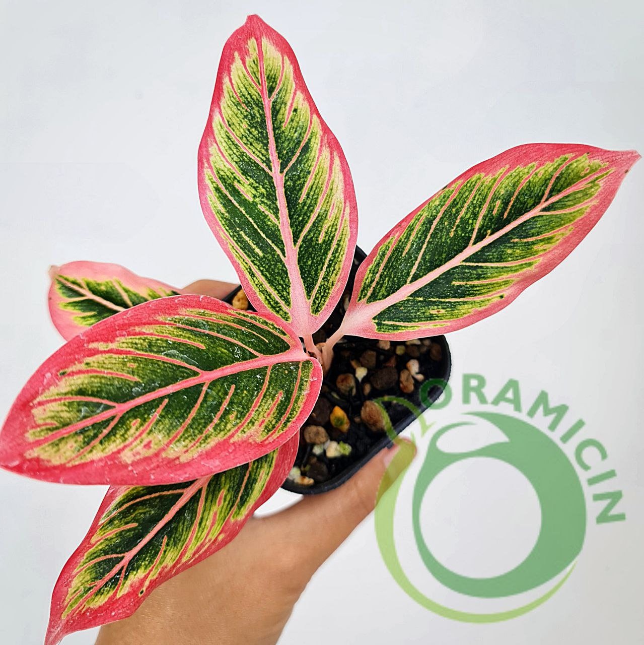 2 アグラオネマ ロータスデライト 2 アグラオネマ ロータスデライト