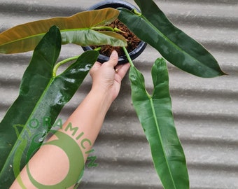 Philodendron Atabapoense Bicolor tropische planten ERAMICIN