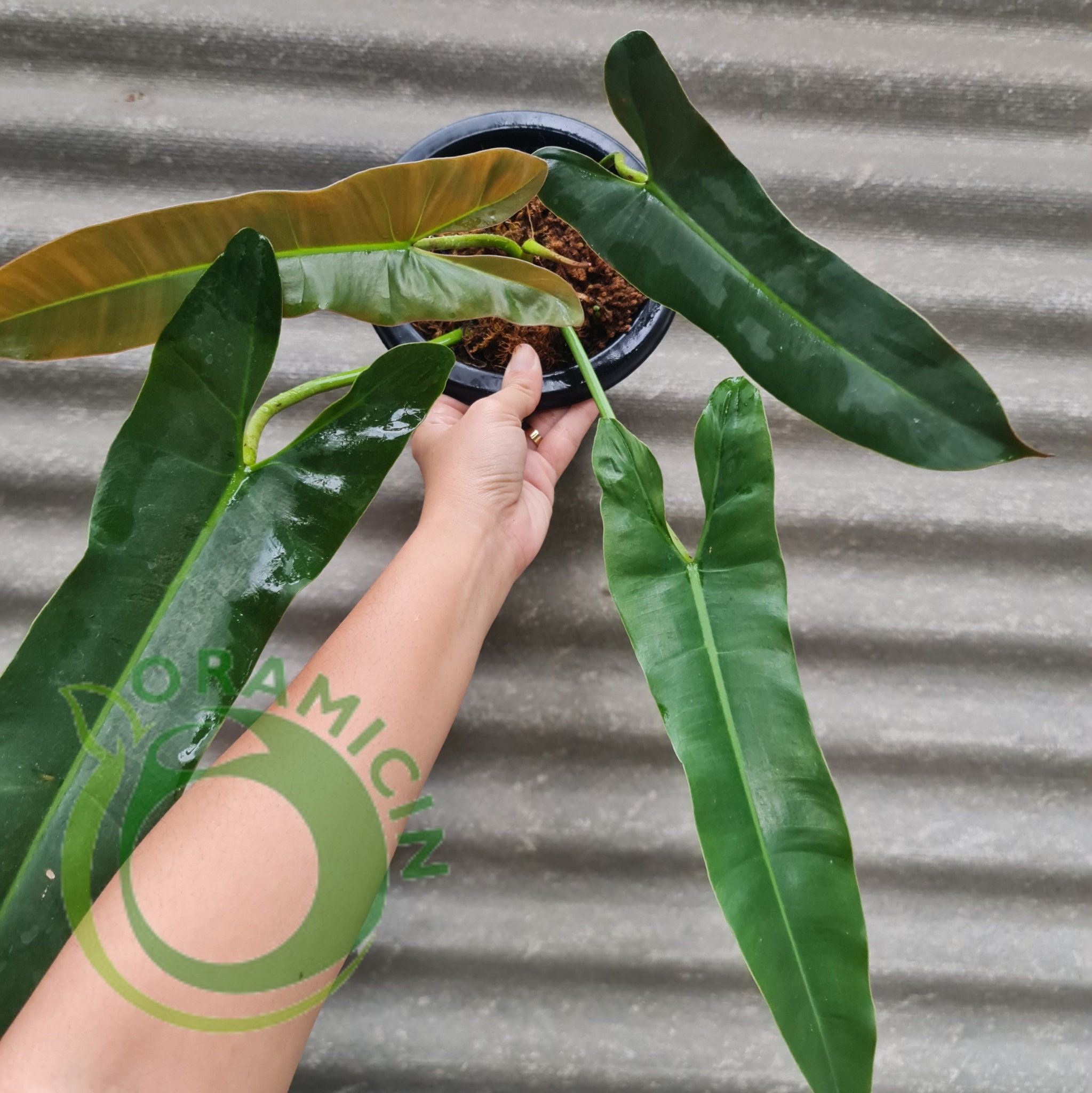 【専用】レア　フィロデンドロン　エメラルデンセ a Rare philodendron - Etsy 日本