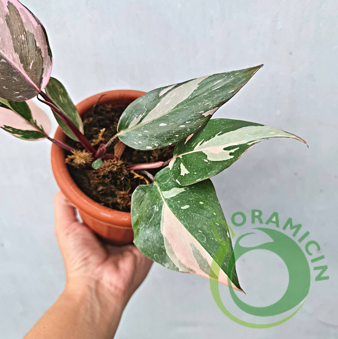 大株】フィロデンドロン ピンク ギャラクシー 希少 斑入り