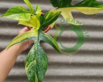 Philodendron Florida Beauty Bonte tropische planten ERAMICIN