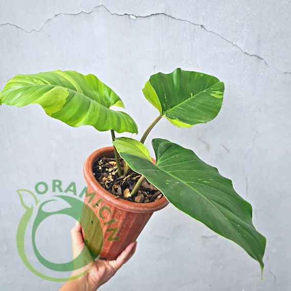 Philodendron Jungle Fever Variegated Tropical Plants ORAMICIN Etsy