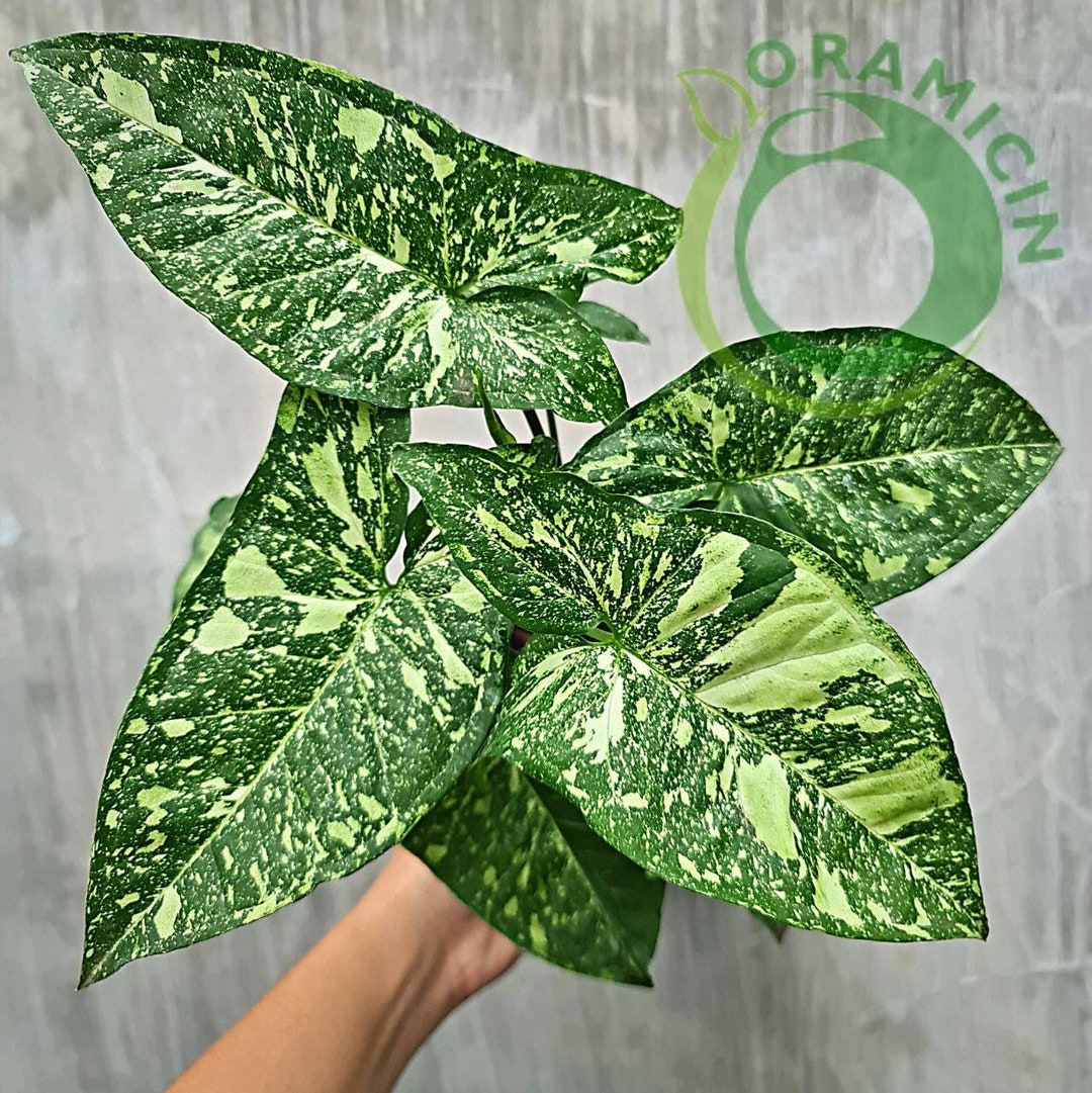 image.title Syngonium Panda: A Comprehensive Guide
