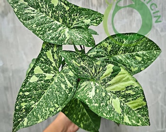 Syngonium Panda Galaxy War Plantas tropicales abigarradas ORAMICINA