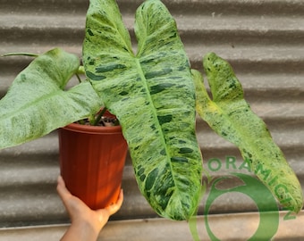 Philodendron Paraiso Verde tropische planten ERAMICIN