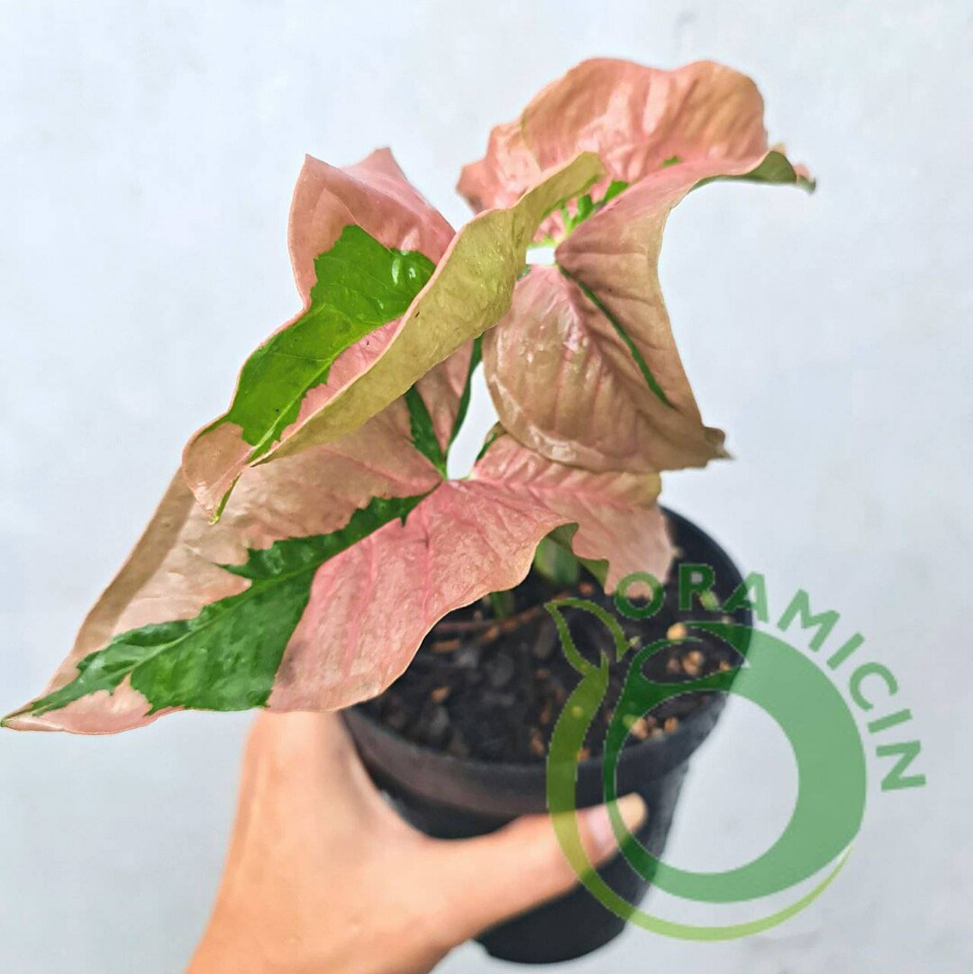 Syngonium Pink Beauty Pink Lava Variegated Tropical Plants ORAMICIN - Etsy