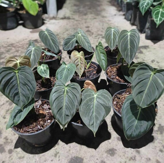 Philodendron Melanochrysum small size Tropical plants wholesale Detail