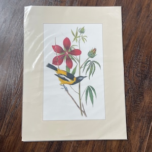 James Audubon Bird Prints