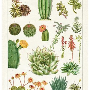 K&ouml;nnte beinhalten: Eine Vintage-botanische Illustration mit verschiedenen Kakteen und Sukkulenten. Die Illustration ist mit den Namen der einzelnen Pflanzen beschriftet, darunter "Echeveria gibbiflora", "Echeveria laui" und "Sedum acre".