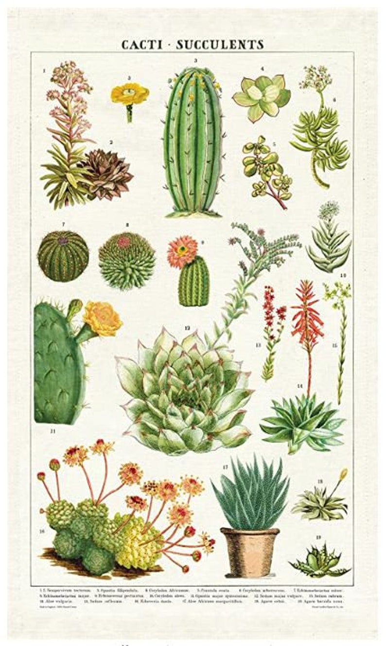 K&ouml;nnte beinhalten: Eine Vintage-botanische Illustration mit verschiedenen Kakteen und Sukkulenten. Die Illustration ist mit den Namen der einzelnen Pflanzen beschriftet, darunter "Echeveria gibbiflora", "Echeveria laui" und "Sedum acre".