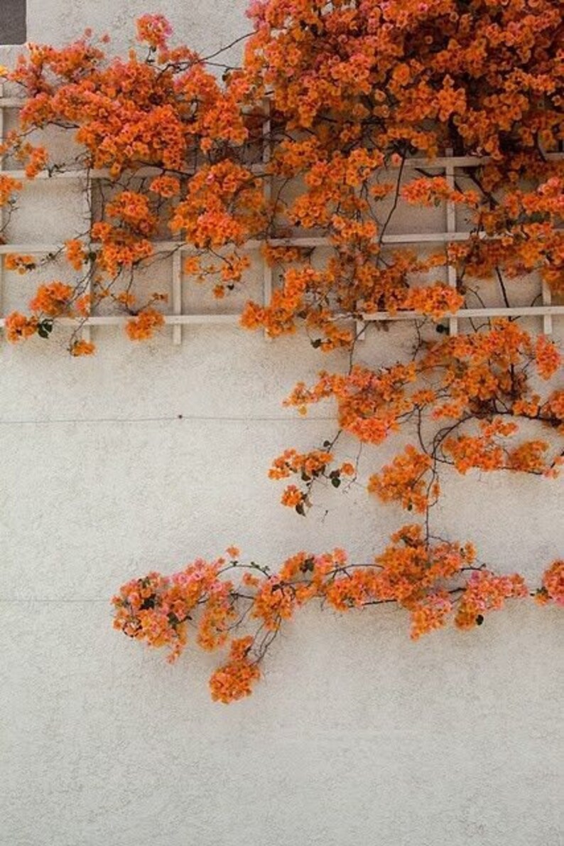 Orange Wall Collage Aesthetic Wall Prints Digital Decor - Etsy Canada
