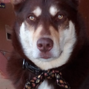 Dog Bowtie