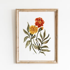 Marigold Watercolor Print, Vintage Botanical Wall Art, Marigold Painting, Watercolor Painting, Marigold Farmhouse