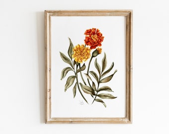 Marigold Watercolor Print, Vintage Botanical Wall Art, Marigold Painting, Watercolor Painting, Marigold Farmhouse